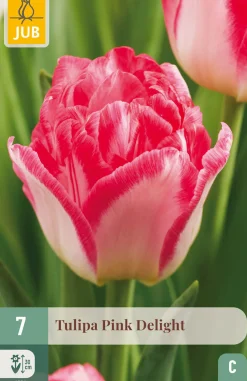 ohgreen Ecocheques|Bloembollen|7 bloembollen tulipa pink delight