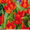 ohgreen Ecocheques|Bloembollen|10 bloembollen tulipa praestans zwanenburg var.