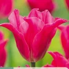 ohgreen Ecocheques|Bloembollen|7 bloembollen tulipa pretty love