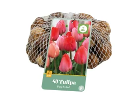 ohgreen Ecocheques|Bloembollen|40 bloembollen tulipa roze/rood