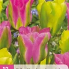ohgreen Bloembollen|Ecocheques|12 bloembollen tulipa strawberry lemonade
