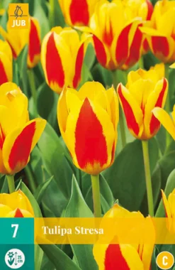 ohgreen Bloembollen|Ecocheques|7 bloembollen tulipa stresa