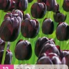 ohgreen Ecocheques|Bloembollen|12 bloembollen tulipa triumph zwart