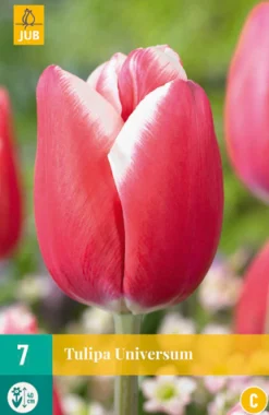 ohgreen Ecocheques|Bloembollen|7 bloembollen tulipa universum