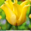 ohgreen Ecocheques|Bloembollen|5 bloembollen tulipa yellow crown