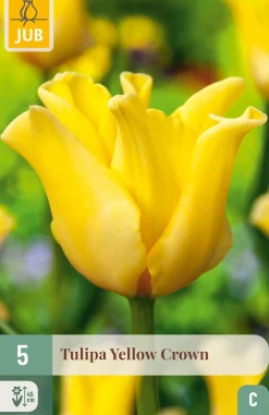 ohgreen Ecocheques|Bloembollen|5 bloembollen tulipa yellow crown