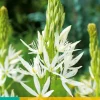 ohgreen Bloembollen|Ecocheques|2 camassia leichtlinii alba