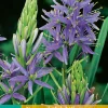 ohgreen Bloembollen|Ecocheques|2 camassia leichtlinii caerulea