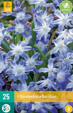 ohgreen Bloembollen|Ecocheques|25 chionodoxa luciliae
