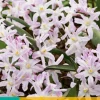 ohgreen Bloembollen|Ecocheques|15 chionodoxa pink giant
