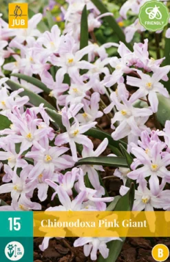 ohgreen Bloembollen|Ecocheques|15 chionodoxa pink giant