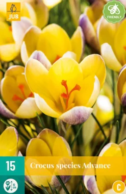 ohgreen Bloembollen|Ecocheques|15 crocus advance