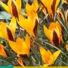 ohgreen Bloembollen|Ecocheques|15 crocus angustifolius