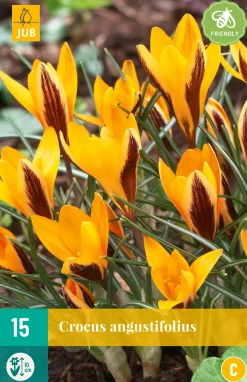 ohgreen Bloembollen|Ecocheques|15 crocus angustifolius