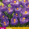 ohgreen Bloembollen|Ecocheques|30 crocus blauw