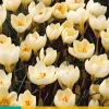 ohgreen Bloembollen|Ecocheques|15 crocus cream beauty