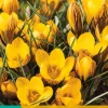 ohgreen Bloembollen|Ecocheques|15 crocus fuscotinctus