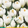 ohgreen Bloembollen|Ecocheques|10 crocus jeanne d'arc