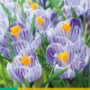 ohgreen Bloembollen|Ecocheques|10 crocus pickwick