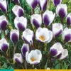 ohgreen Bloembollen|Ecocheques|15 crocus prins claus