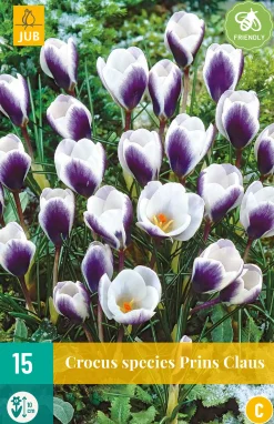 ohgreen Bloembollen|Ecocheques|15 crocus prins claus