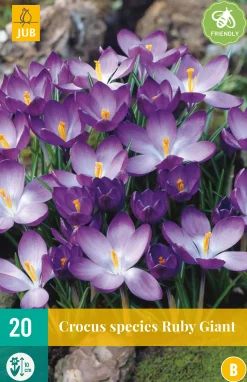 ohgreen Bloembollen|Ecocheques|20 crocus ruby giant