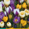 ohgreen Bloembollen|Ecocheques|20 crocus species mix