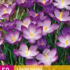 ohgreen Bloembollen|Ecocheques|50 crocus species ruby giant
