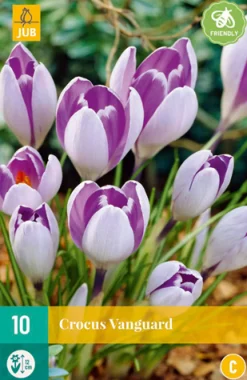 ohgreen Bloembollen|Ecocheques|10 crocus vanguard