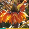 ohgreen Bloembollen|Ecocheques|1 fritillaria imp. sunset