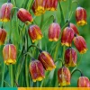ohgreen Bloembollen|Ecocheques|15 fritillaria uva-vulpis