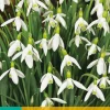 ohgreen Bloembollen|Ecocheques|10 galanthus elwesii