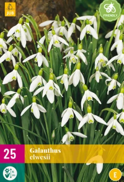 ohgreen Bloembollen|Ecocheques|25 galanthus elwesii