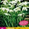 ohgreen Bloembollen|Ecocheques|15 galanthus flore pleno