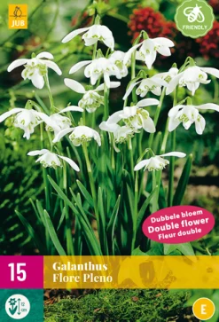 ohgreen Bloembollen|Ecocheques|15 galanthus flore pleno