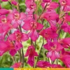 ohgreen Bloembollen|Ecocheques|10 gladiolus comm.ssp. byzantinus