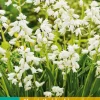 ohgreen Bloembollen|Ecocheques|10 hyacinthoides hisp. wit
