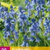 ohgreen Bloembollen|Ecocheques|20 hyacinthoides non-scripta