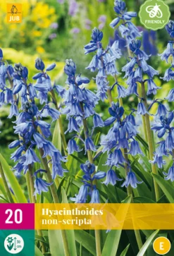 ohgreen Bloembollen|Ecocheques|20 hyacinthoides non-scripta