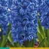 ohgreen Bloembollen|Ecocheques|5 hyacinthus blue jacket