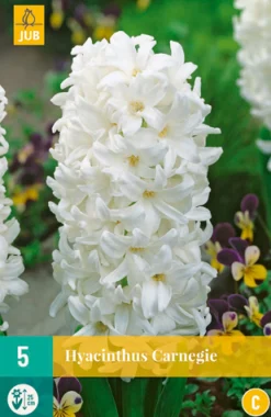 ohgreen Bloembollen|Ecocheques|5 hyacinthus carnegie