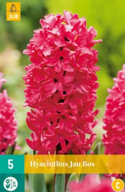 ohgreen Bloembollen|Ecocheques|5 hyacinthus jan bos