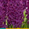 ohgreen Bloembollen|Ecocheques|5 hyacinthus woodstock
