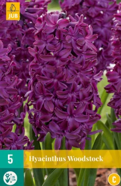 ohgreen Bloembollen|Ecocheques|5 hyacinthus woodstock