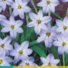 ohgreen Bloembollen|Ecocheques|20 ipheion un. wisley blue