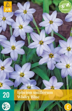 ohgreen Bloembollen|Ecocheques|20 ipheion un. wisley blue