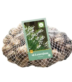 ohgreen Bloembollen|Ecocheques|40 leucojum aestivum