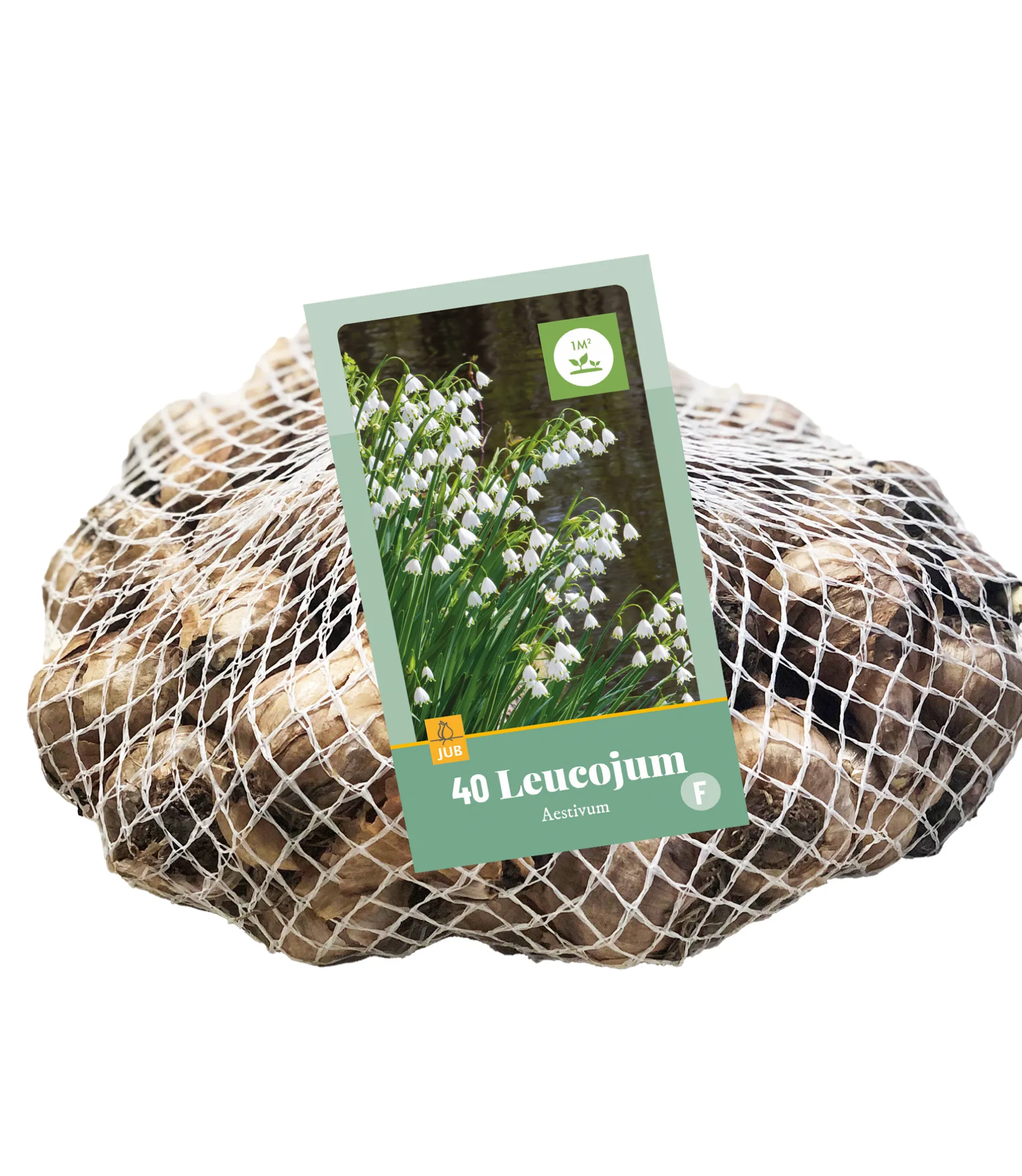 ohgreen Bloembollen|Ecocheques|40 leucojum aestivum