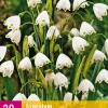 ohgreen Bloembollen|Ecocheques|20 leucojum aestivum