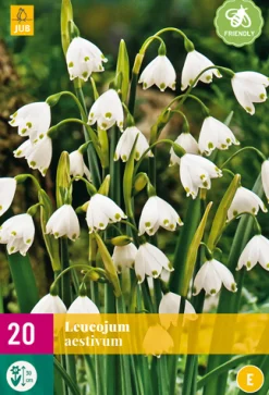 ohgreen Bloembollen|Ecocheques|20 leucojum aestivum